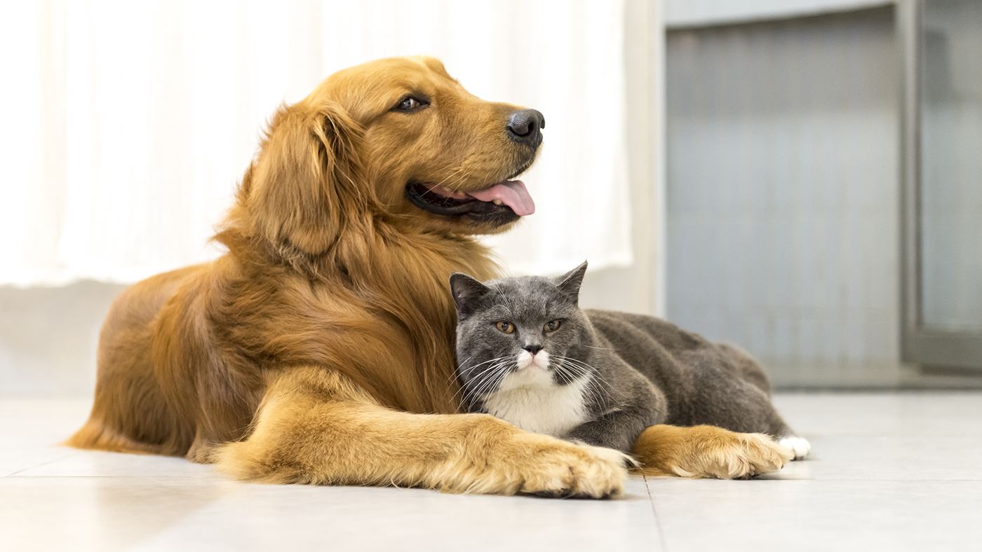 Wat gebeurt er met de hond na de scheiding - Verder Online